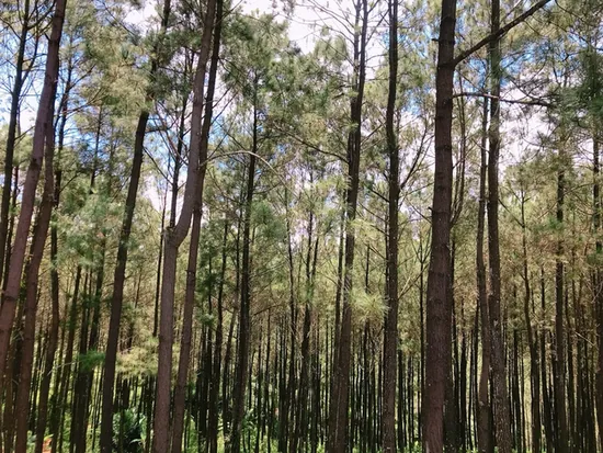 Jejeran Pohon Pinus yang Aesthetic