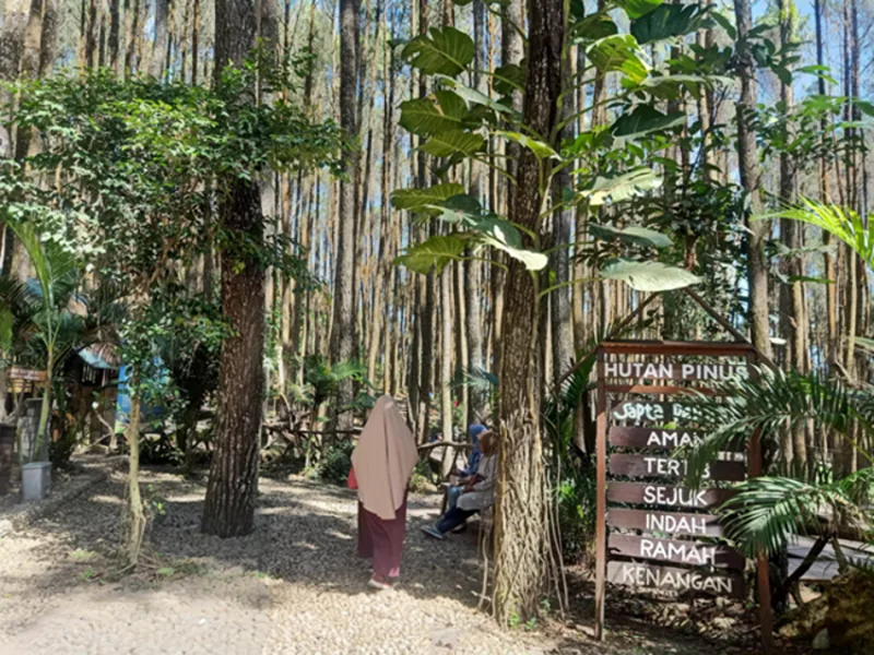 Hutan Pinus Mangunan